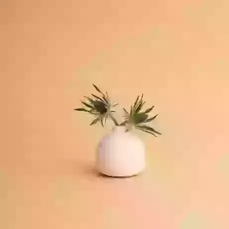 Micro Mini White Vase